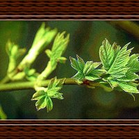 Пробуждение клёна :: Владимир Кроливец