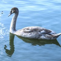 Подросток :: Валентин Семчишин Подросток :: Валентин Семчишин