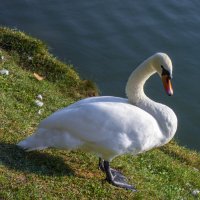 Лебеди Гагаринского парка :: Валентин Семчишин Лебеди Гагаринского парка :: Валентин Семчишин