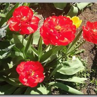 Краса весны. :: Ольга Довженко Краса весны. :: Ольга Довженко