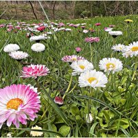 Апрельский этюд. :: Валерия Комова
