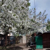 *** :: Валентина Береснева