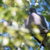 Горлица. :: Владимир Безбородов