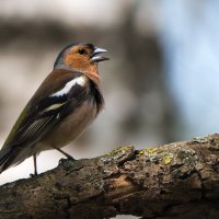 Зяблик. :: Владимир Безбородов