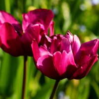 Доброе утро :: Юрий. Шмаков