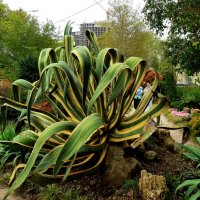 Агава американская :: Tata Wolf