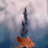 Архивное :: Варвара Высоцкая