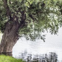 Подтопленая Ивушка & благодать :: Коля Лукашов