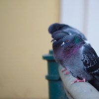 Холодно... :: Магомед .