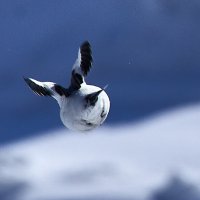 Фортуна  и её лицо :: Игорь Шабалин