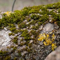 Мох на дереве :: Александр Синдерёв