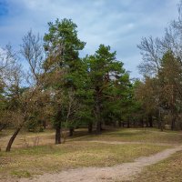 Весной на природе :: Александр Синдерёв