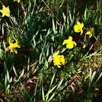 Весенние зарисовки 107 :: Алексей Кузнецов