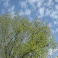 Облака и первые листочки :: Дмитрий Никитин