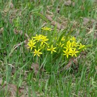 цветочки :: Anna-Sabina Anna-Sabina