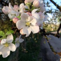 Яблонька цветет :: Антонина Гугаева