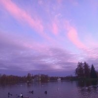 Утки на закате :: Сапсан 