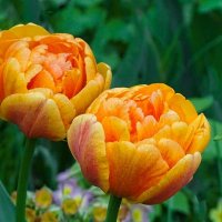 Цветы на городских клумбах :: Милешкин Владимир Алексеевич Цветы на городских клумбах :: Милешкин Владимир Алексеевич