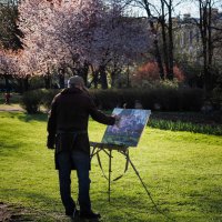 Когда цветет сакура :: Магомед .