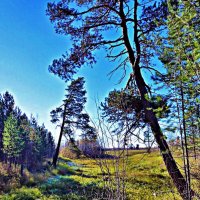 Июнь...Окрестности протоки Чеуснина! :: Владимир 