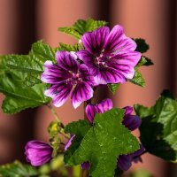 просвирник мальва лесная :: Игорь Сикорский