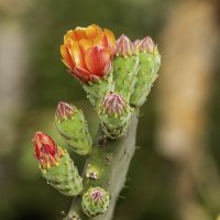 Опунция индийская. :: Alexander Amromin