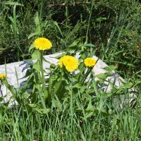 Москва. Парк Зарядье. Весна. :: Наташа *****