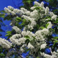 Ароматная красота :: Людмила Смородинская