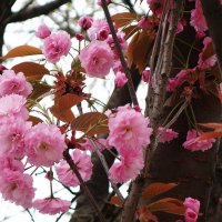 Цветет Сакура :: Рита Симонова