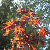 весенний наряд :: Елена Шаламова весенний наряд :: Елена Шаламова