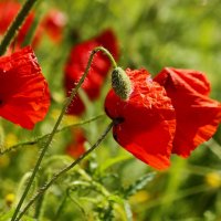 С Первомаем! :: Юрий. Шмаков