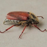 Майский жук :: Андрей Снегерёв Майский жук :: Андрей Снегерёв