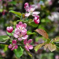 Весенняя нежность и красота :: Татьяна Машошина