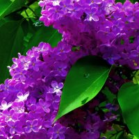 РАСЦВЕЛА СИРЕНЬ В МОЁМ САДОЧКЕ -3 :: Елена Куприянова РАСЦВЕЛА СИРЕНЬ В МОЁМ САДОЧКЕ -3 :: Елена Куприянова