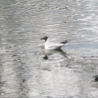 Белая чайка на глади пруда :: Дмитрий Никитин