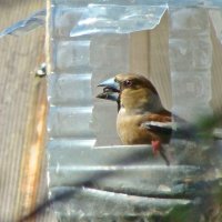 первомайский дубонос :: gawrilа - dan