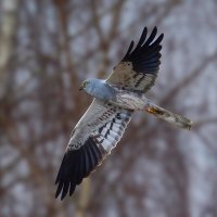 хищная птица :: Николай Соколухин