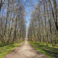 В весеннем парке... :: Владимир Жданов