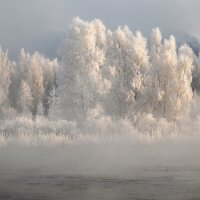 Белоснежные берёзки :: Александр Попов