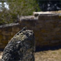 Грубохвостая каменная агама, она же звездчатая агама :: ujgcvbif 