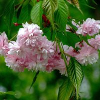 Вишня мелкопильчатая сакура :: Сергей Карачин Вишня мелкопильчатая сакура :: Сергей Карачин