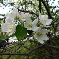 Цветение яблони :: Наиля 