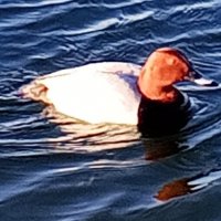 Красноголовый нырок :: Сапсан 