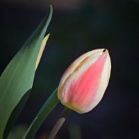 *** :: Владимир 