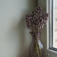 белокопытник :: zavitok *