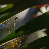 круиз по балкончику :: Осень 