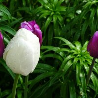 В дождливый майский день :: Милешкин Владимир Алексеевич 