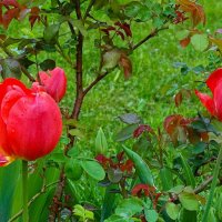 Тюльпаны у розового куста :: Милешкин Владимир Алексеевич 