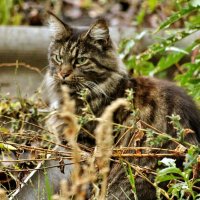 Суровый! :: Восковых Анна Васильевна Суровый! :: Восковых Анна Васильевна