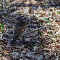 Дрозды прилетели. :: Виктор Иванович Чернюк Дрозды прилетели. :: Виктор Иванович Чернюк